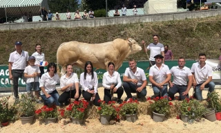 Beau palmarès en blondes d’Aquitaine