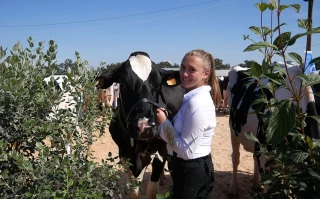 Fête de l'agriculture 2021 : les meilleures photos des concours bovin