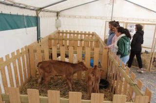Une belle foire à Saint-Martin