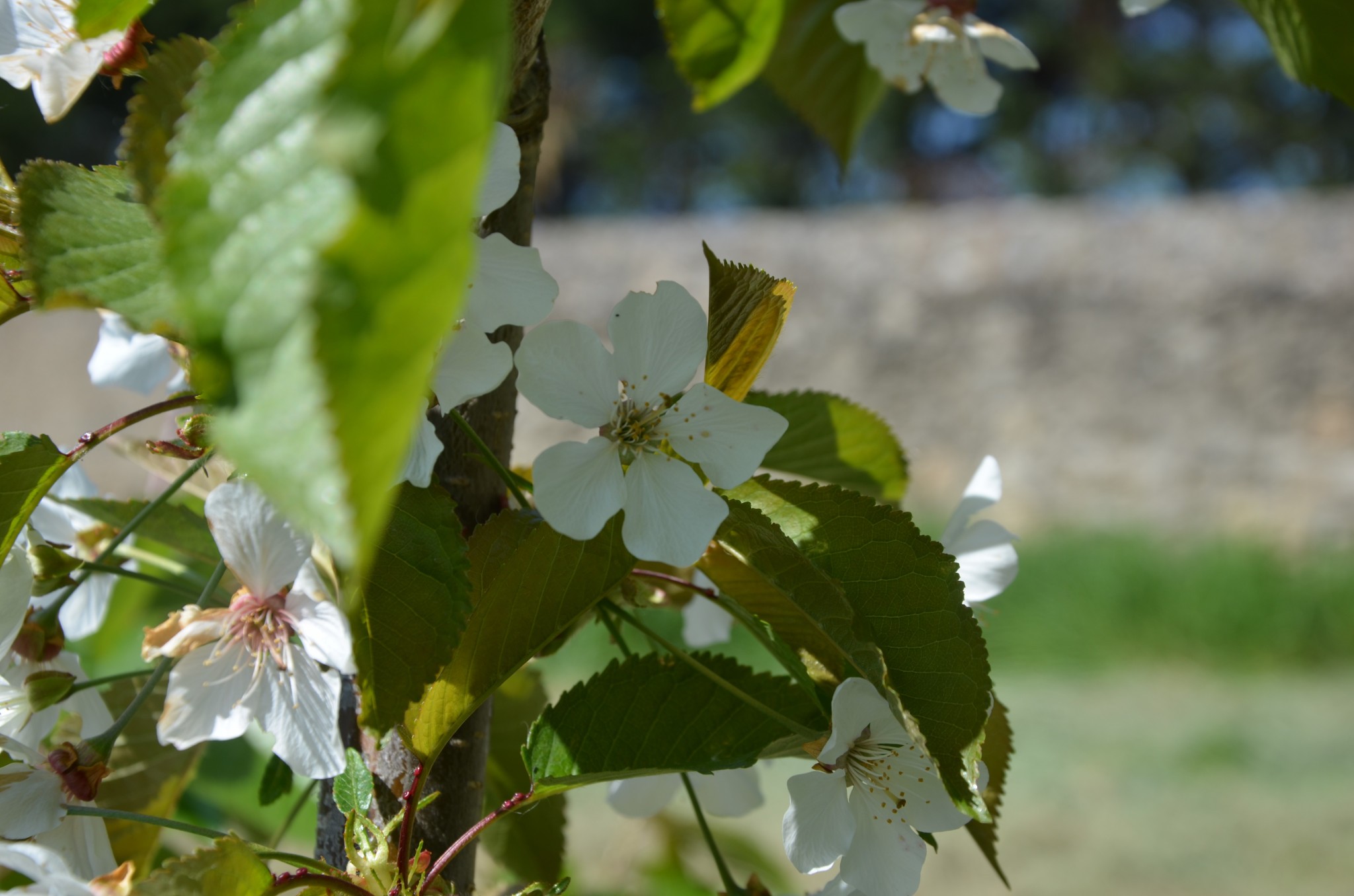 ZNT : Coup dur pour l’arboriculture