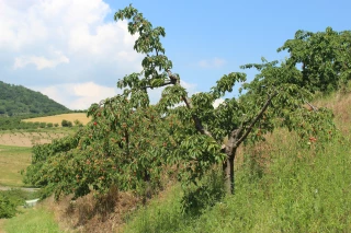 Cerises : le démarrage de la campagne vue par un producteur