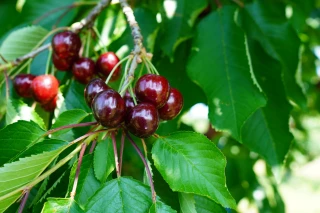 Une cerise Denfer 