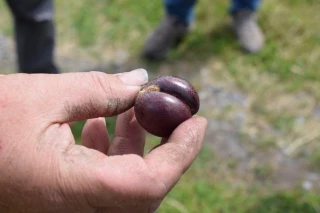 [Podcast] Hétérogène et révélateur du changement climatique