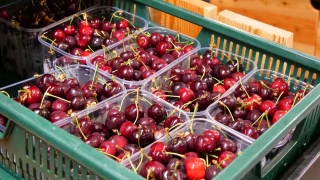Une saison mouvementée en cerises