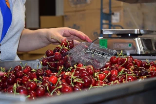 La campagne cerise est lancée 