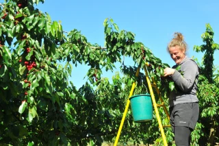 Le CQP en production fruitière va débuter dans la Drôme 