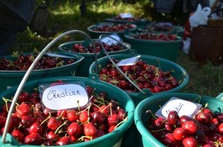 La récolte des cerises est lancée