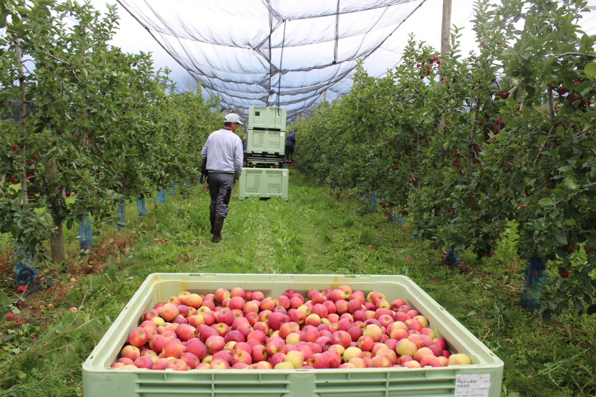 Rhône : Les pommes et les poires récoltées avec une certaine avance