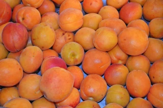 Une récolte d'abricots attendue à 40 %, celle de pêche à 60 %