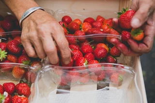 Produire des fraises et des framboises, pourquoi pas vous ?
