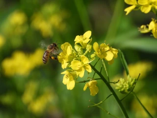 Panorama départemental de l’élevage d’abeilles