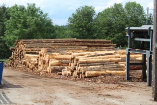 Une filière bois dynamique à son échelle