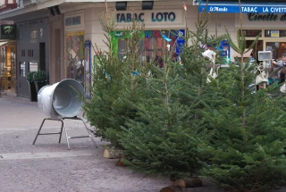 Sapins de Noël : soutenir la filière française 