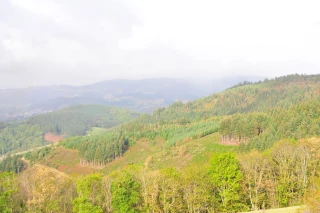 Une forêt au grand air