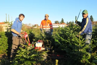 Le sapin en fête