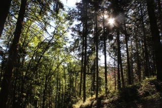 Une journée dans les bois