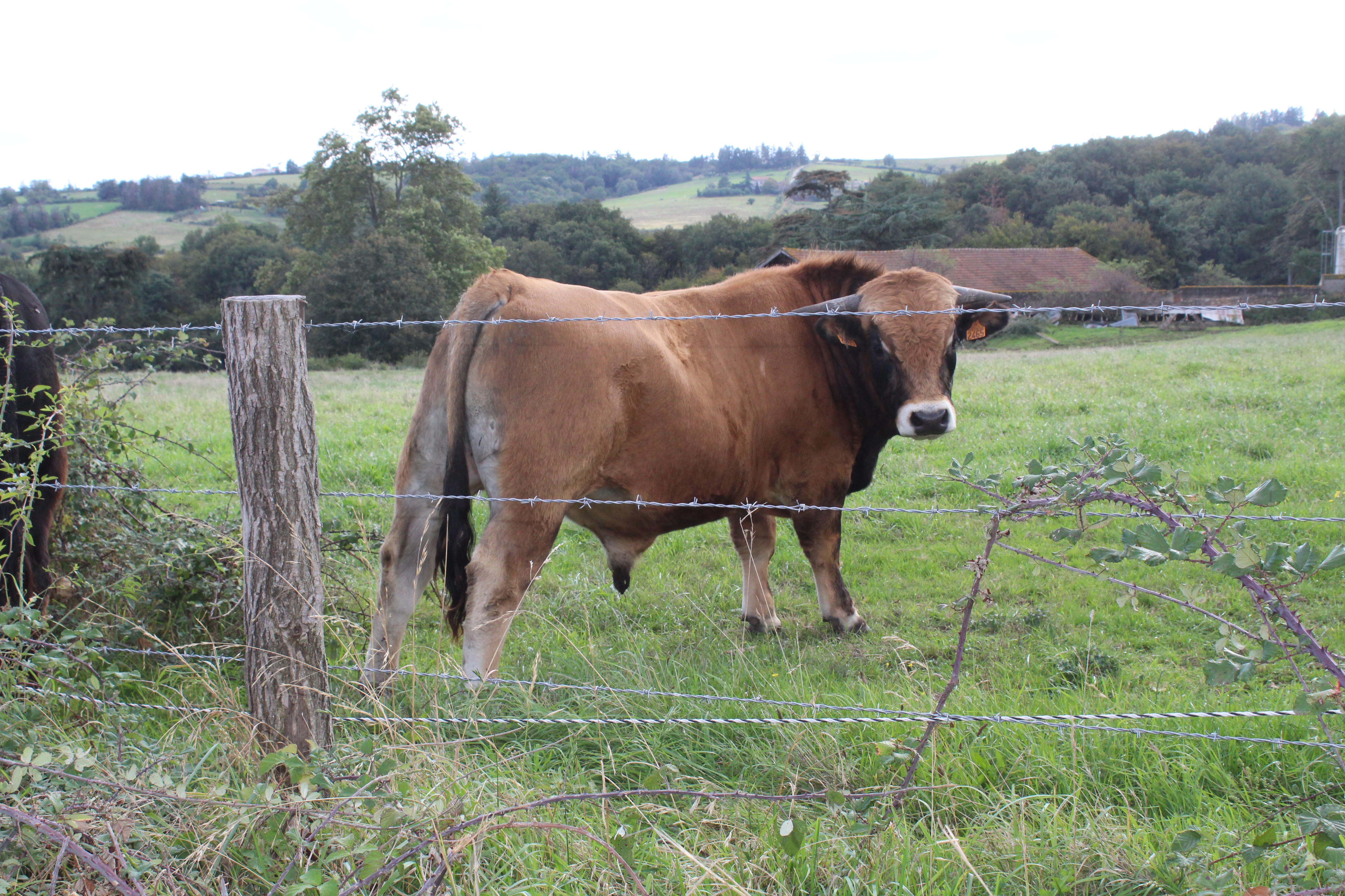 L’aubrac son amour