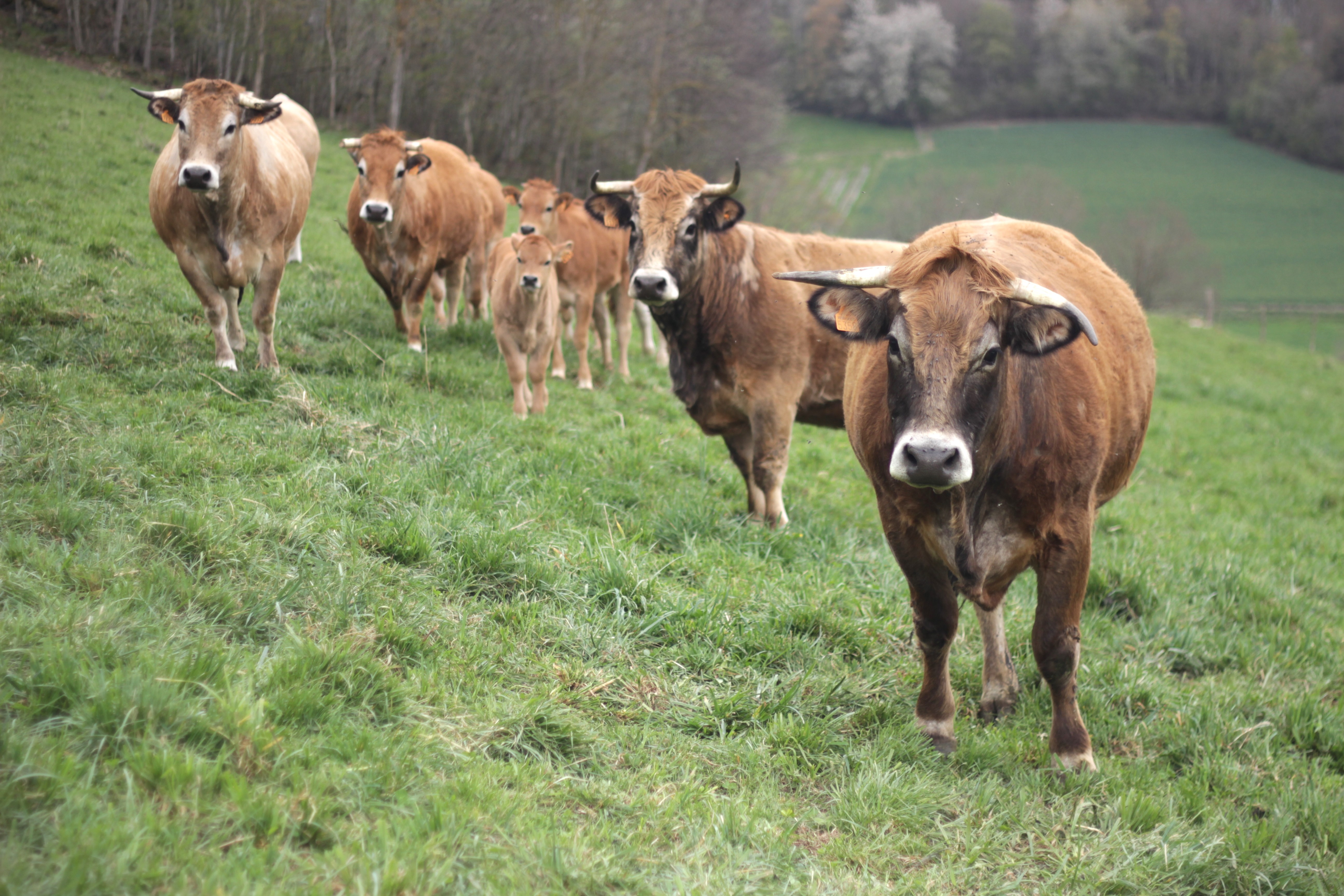 Le Gaec la ferme des Pré fleuris ouvre ses portes pour attirer de futurs repreneurs