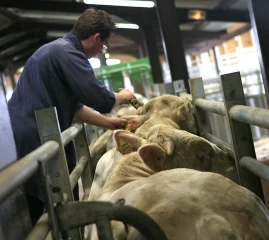 Covid 19 : conséquences sur les filières viande
