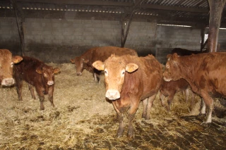 Des règles strictes pour l’abattage des animaux