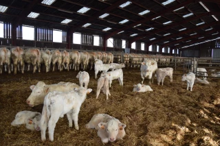 Un diagnostic pour améliorer le confort des bâtiments d’élevage