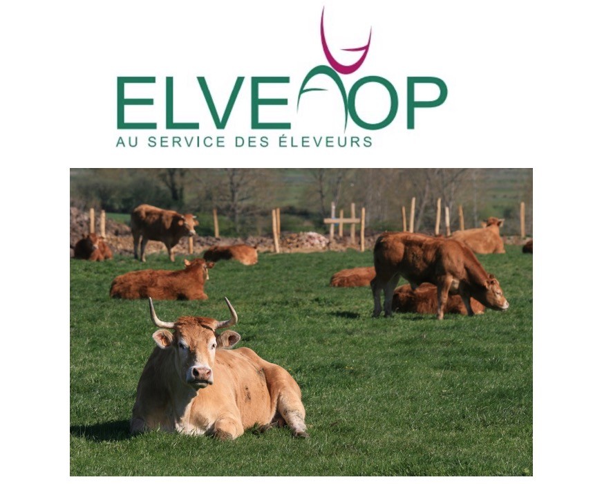 Naissance d’ELVEAOP