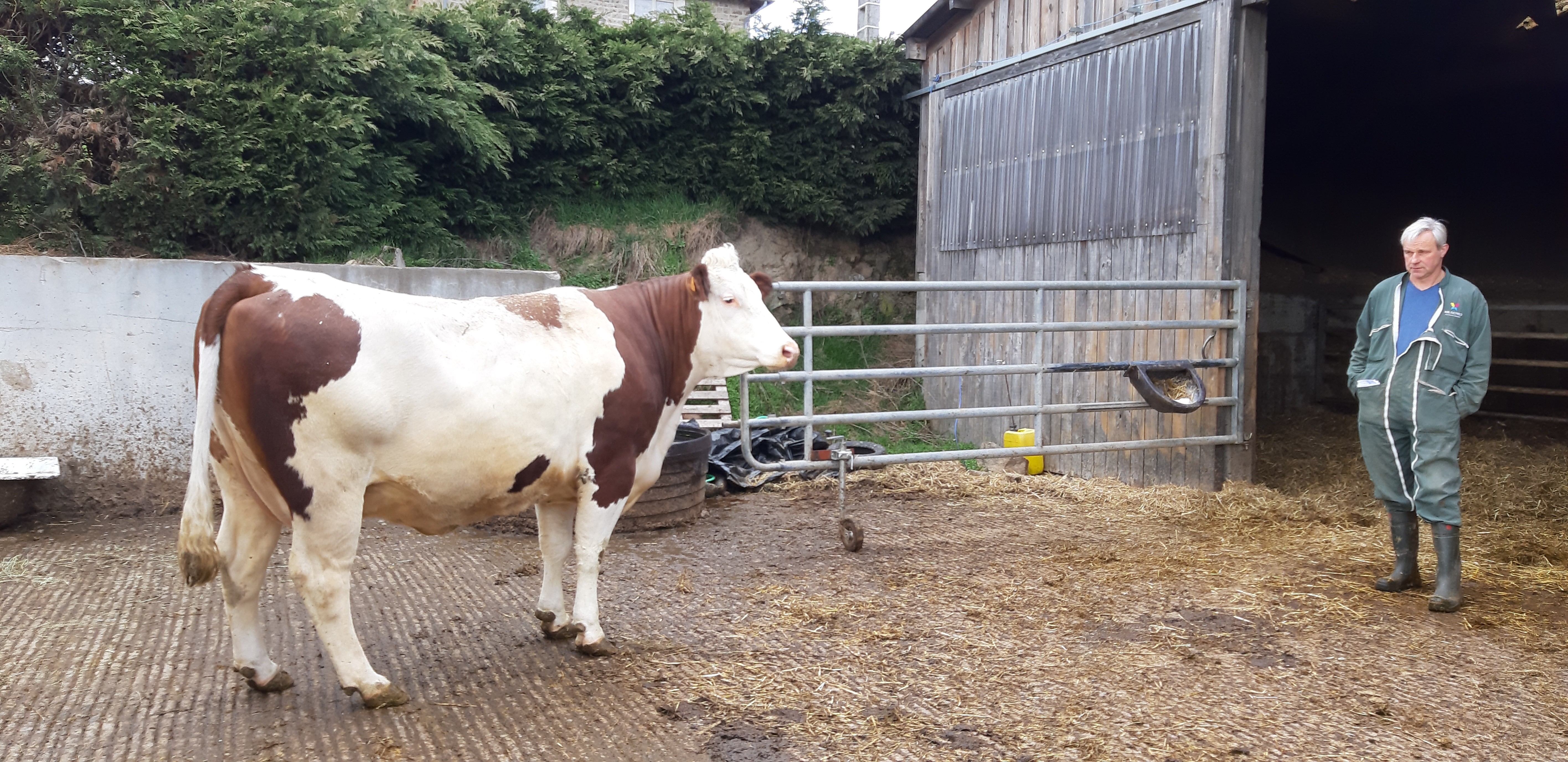 Muscade, sacrée vache montbéliarde de l’année