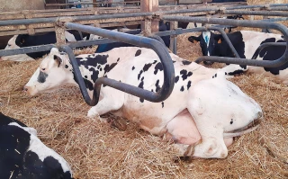 119 843 kg de lait au compteur, qui a dit que la holstein ne vieillissait pas ?