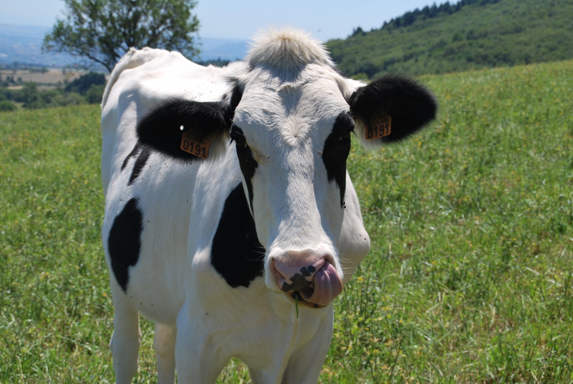 En bovins allaitants et laitiers, elles sont revalorisées pour la campagne 2020