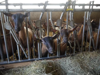 Lait de chèvre : la collecte repart de plus belle