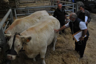 Charolais : un podium malgré tout