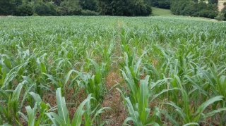 Matinée d’échanges autour du semis direct du maïs après dérobées d’été et d’hiver