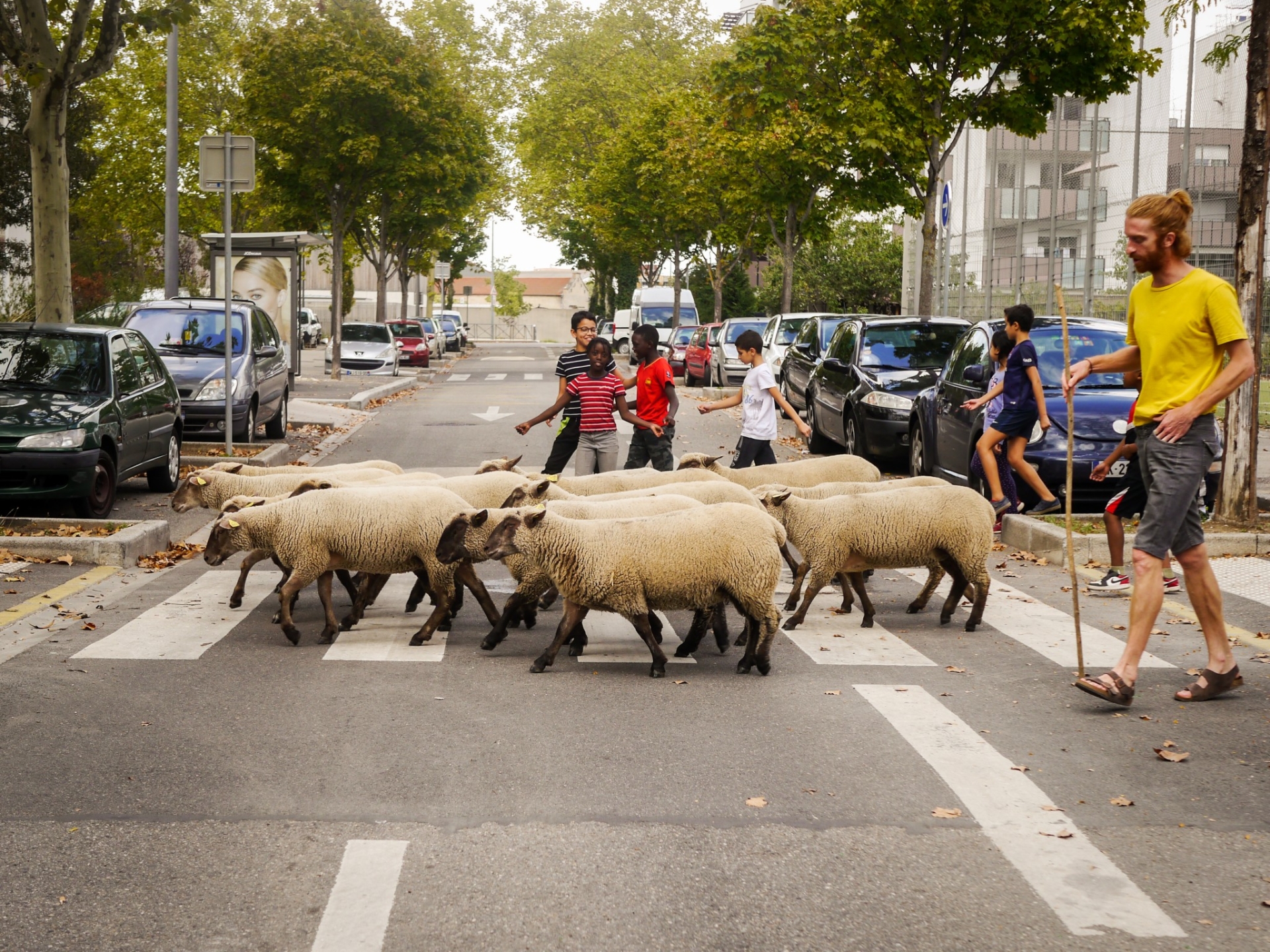 Des moutons en ville !