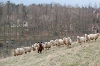 Aïd-al-adha : Transport des animaux vivants
