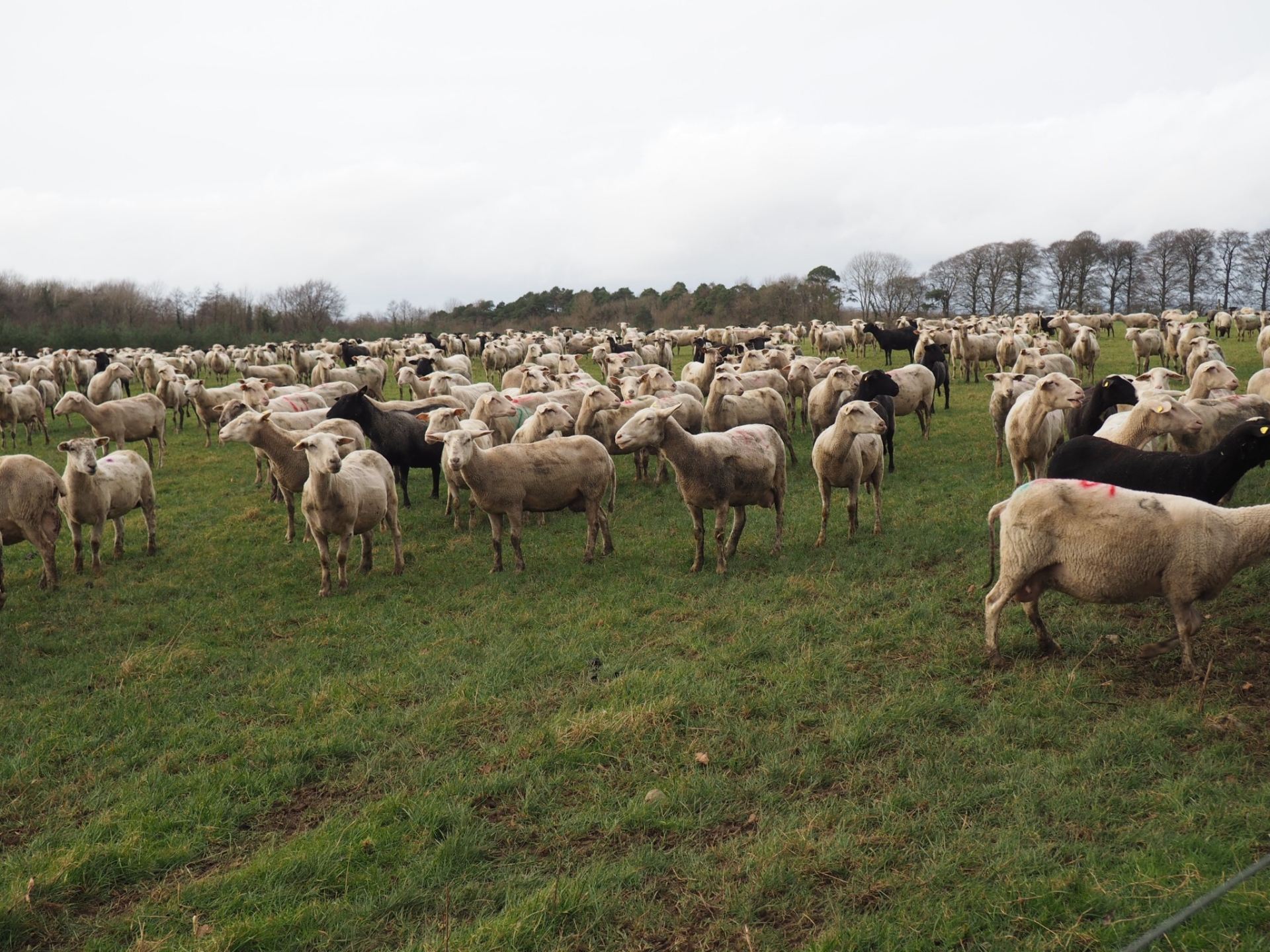 L’élevage, un secteur dynamique en Irlande…