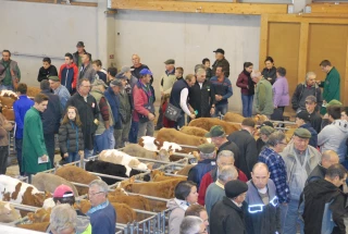 Le marché aux veaux de Saint-Laurent-de-Chamousset toujours fermé