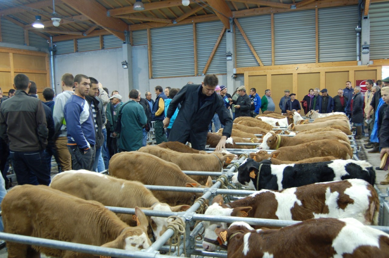 Réouverture du marché aux veaux