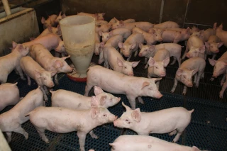 Baisse de production en 2023 pour Cirhyo 