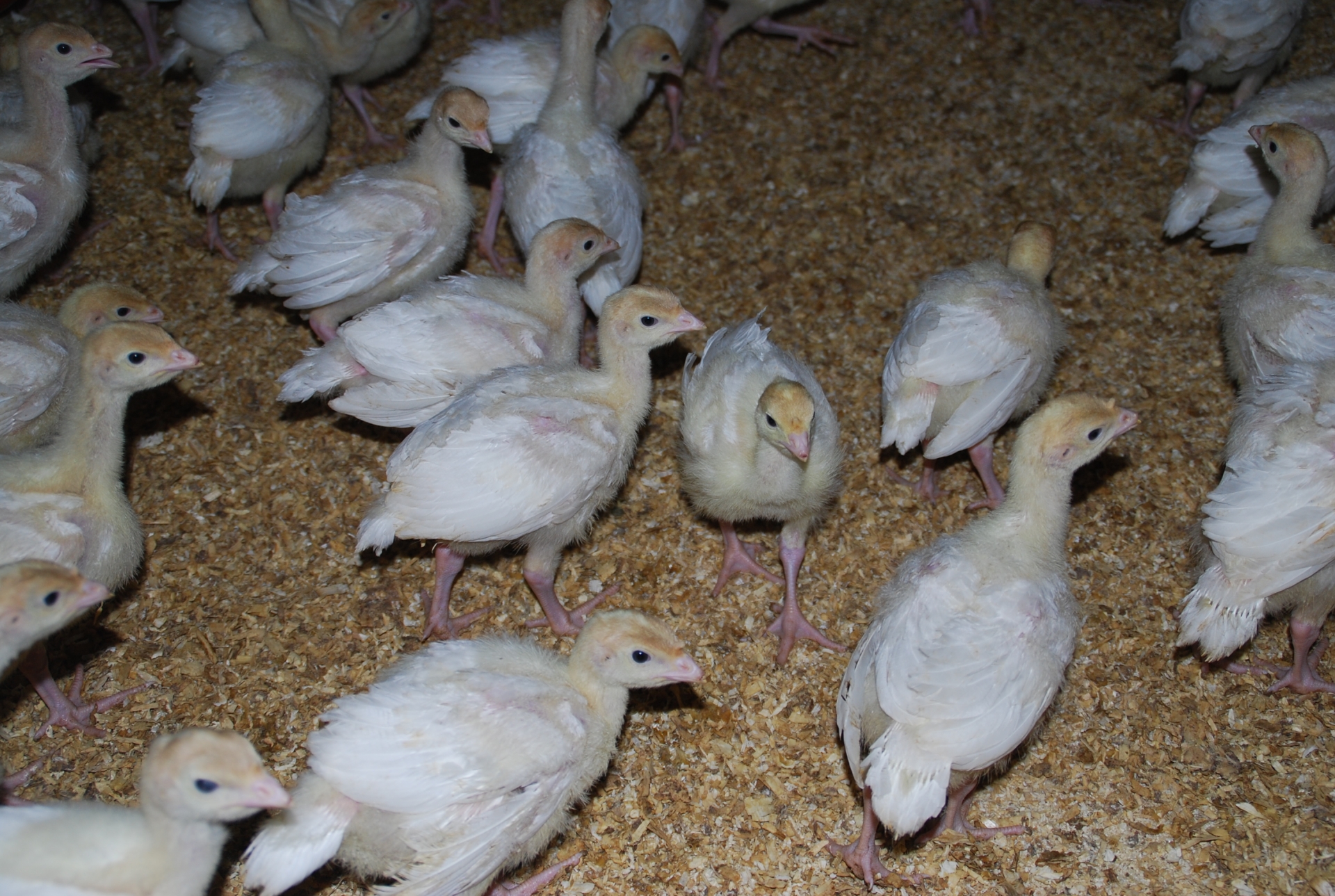 Grippe aviaire : le Rhône sous surveillance 