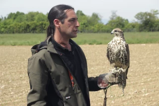 Un fauconnier en campagne d’effarouchement pour effrayer les corvidés
