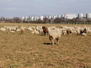 Des moutons sur les Grandes terres