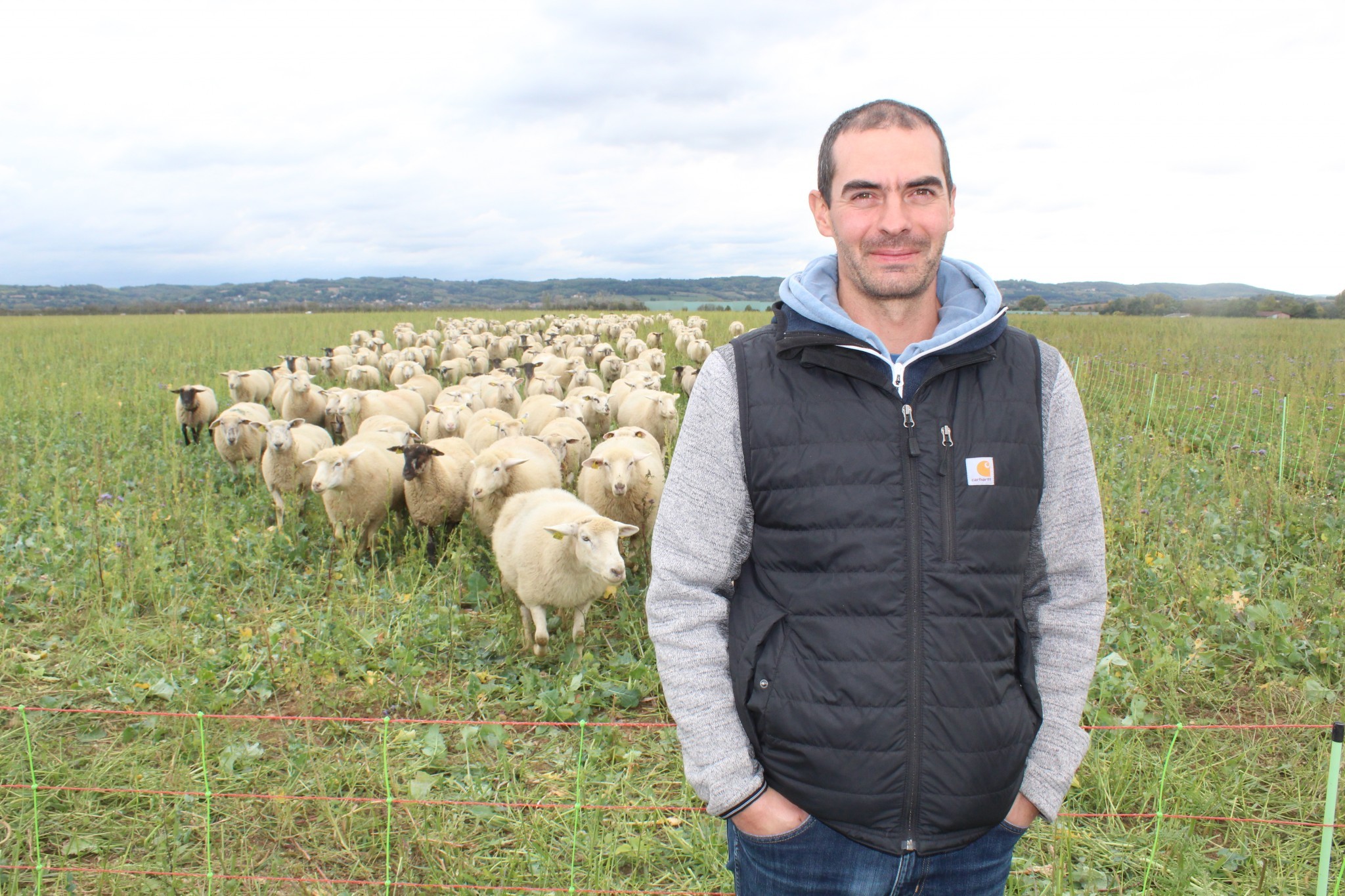 Des moutons dans les couverts céréaliers