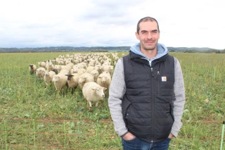 Des moutons dans les couverts céréaliers