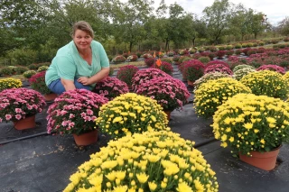 Productrice de chrysanthèmes depuis bientôt trente ans