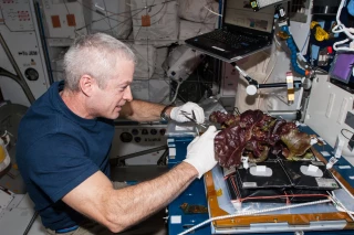 Ils mangeront de la laitue dans l'espace