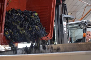 Vendanges 2022 : Ca pétille chez Vinescence 