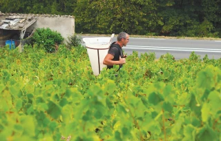 Le Beaujolais signe une petite récolte de grande qualité