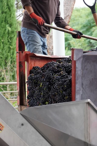 Saint-Julien : les vendanges face aux caprices du climat