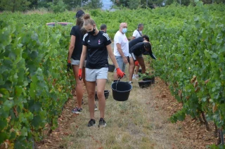 Vendanges masquées pour les basketteuses de l'Asvel