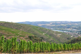 Côtes-du-Rhône : tout sourire